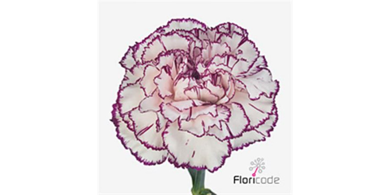 Dianthus St Mudah 65cm A1 Col-Bicolor