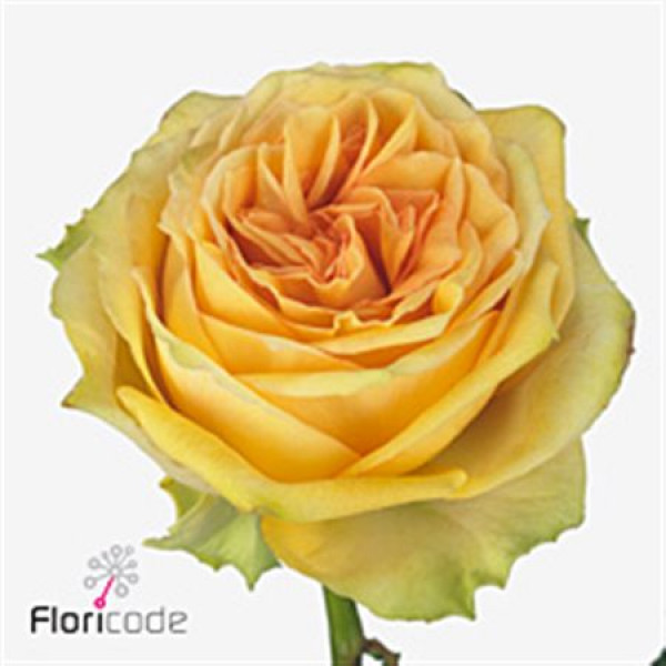 Rose Gr Lemon Finess 60cm A1