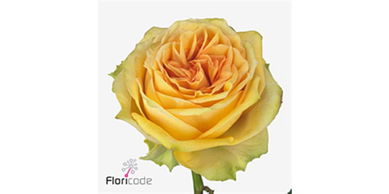 Rose Gr Lemon Finess 60cm A1