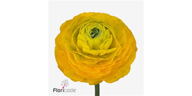 Ranunculus Pon Pon Luna 46cm A1 Col-Yellow