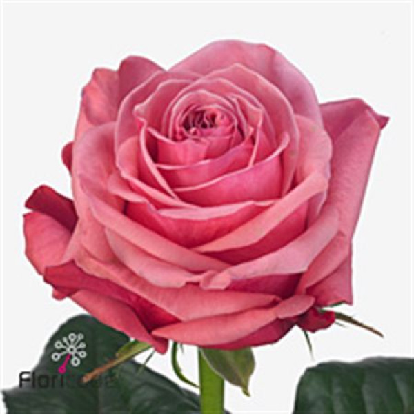 Rose Gr Bubblegum! 60cm  Col-Old Pink