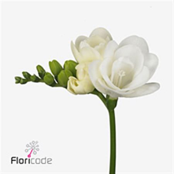 Freesias Du Essence 54cm A1