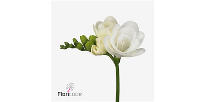 Freesias Du Essence 54cm A1