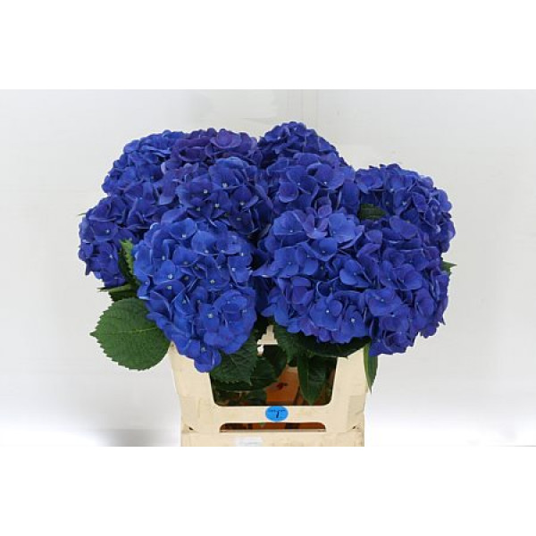 Hydrangea M Fa Anne 75cm A1 Col-Blue