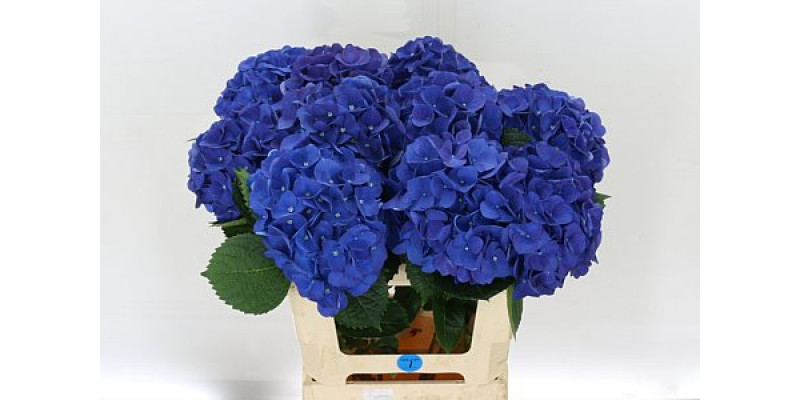 Hydrangea M Fa Anne 75cm A1 Col-Blue