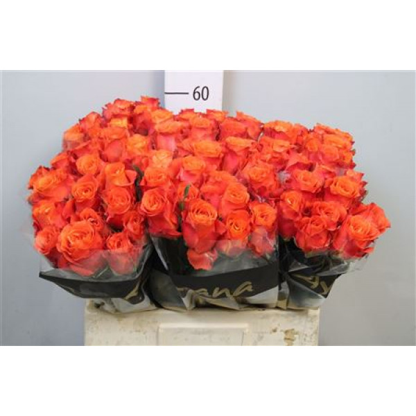 Rose Gr Tabasco 70cm A1