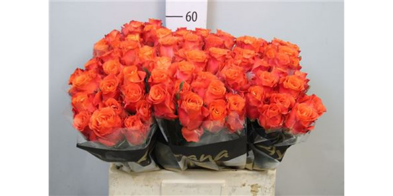 Rose Gr Tabasco 70cm A1