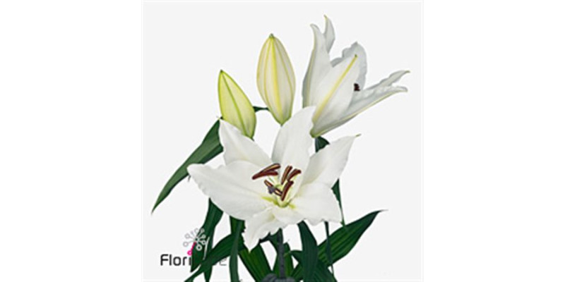 Lillys Or Avventura 105 cm A1