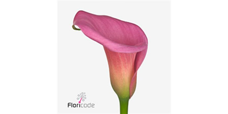 Zanthedeschias (Calla Lilly) Capt Samba 60cm A1