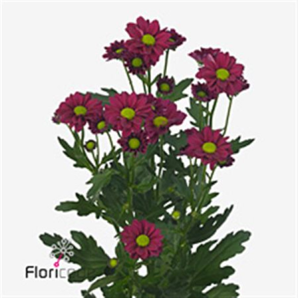 Chrysanthemums San Aaa Jytte 55cm A1 Col-Purple