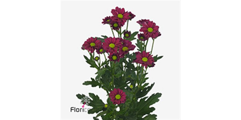 Chrysanthemums San Aaa Jytte 55cm A1 Col-Purple