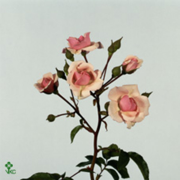 Rose Tr Diadeem Freiland 50cm A1