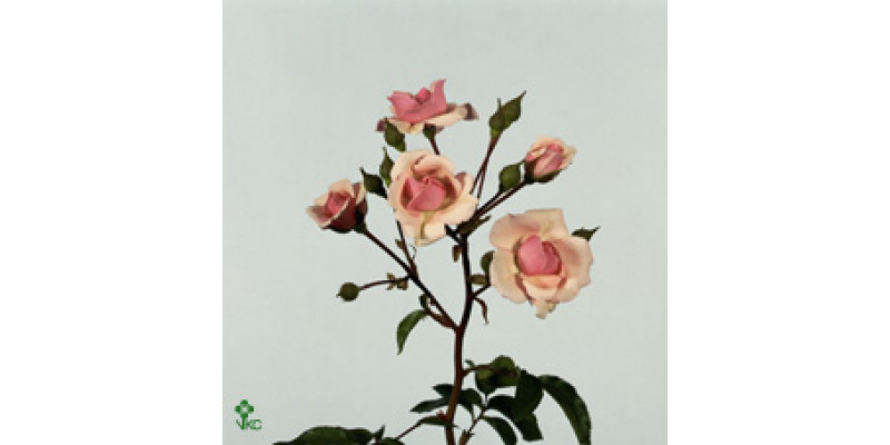 Rose Tr Diadeem Freiland 50cm A1