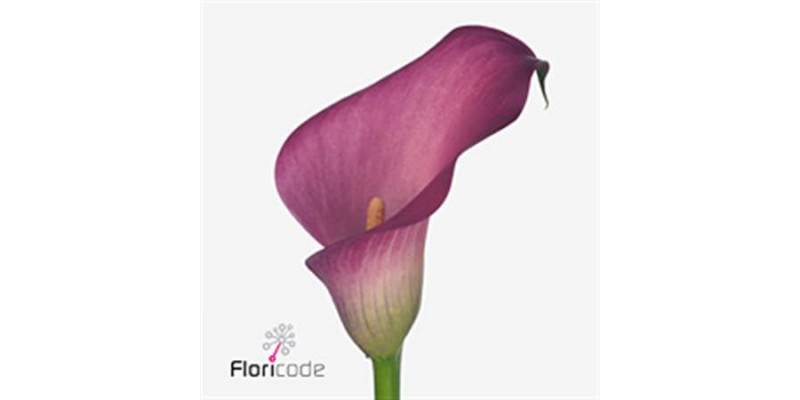 Zanthedeschias Calla Lilly Zazu 70cm A1