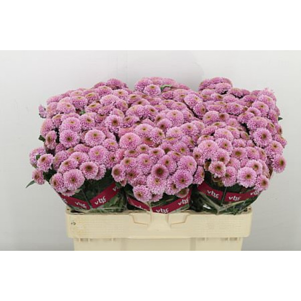 Chrysanthemums S Doria Pink 55cm A1 (Valentine Pre Order)