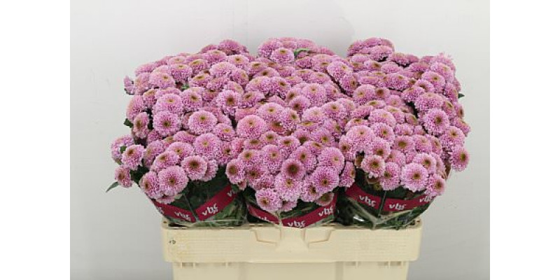 Chrysanthemums S Doria Pink 55cm A1 (Valentine Pre Order)