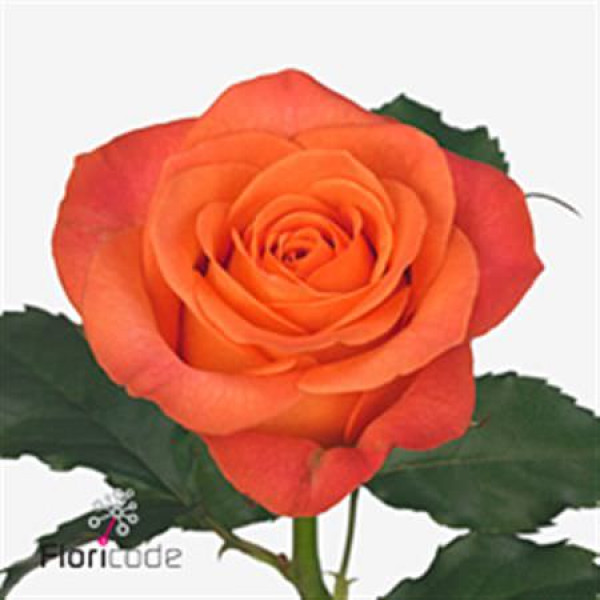 Rose Gr Clarence plus 80cm A1 (Valentine Pre Order)