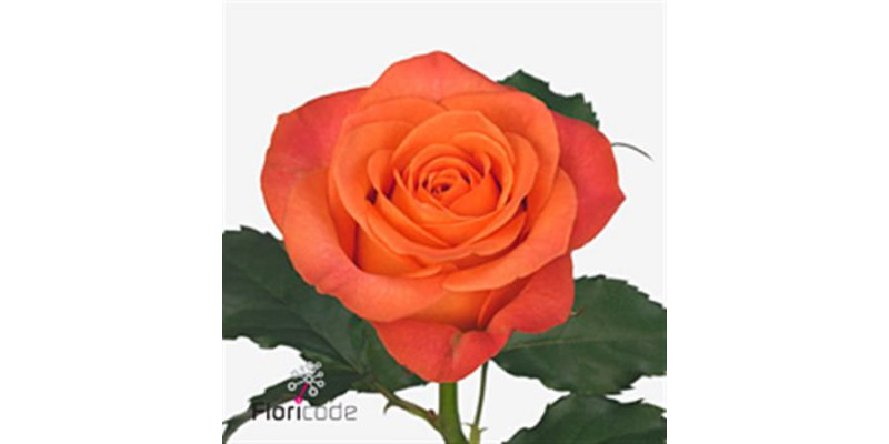 Rose Gr Clarence plus 80cm A1 (Valentine Pre Order)