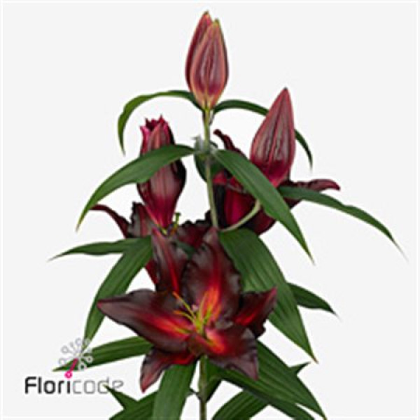 Lillys Or Avinger 5Plus 95cm A1