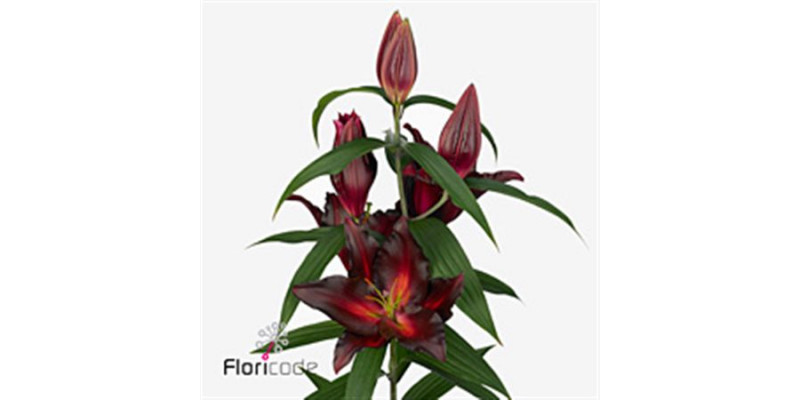 Lillys Or Avinger 5Plus 95cm A1