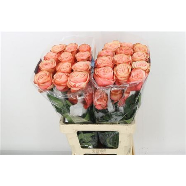 Rose Gr Kahala-bb 70cm A1 Col-Salmon Pink