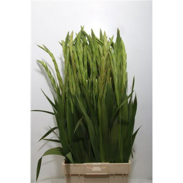Gladioly Gr Serena 120 cm A1