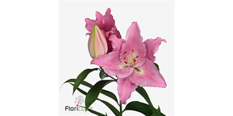 Lillys Or Catemaco 105cm A1