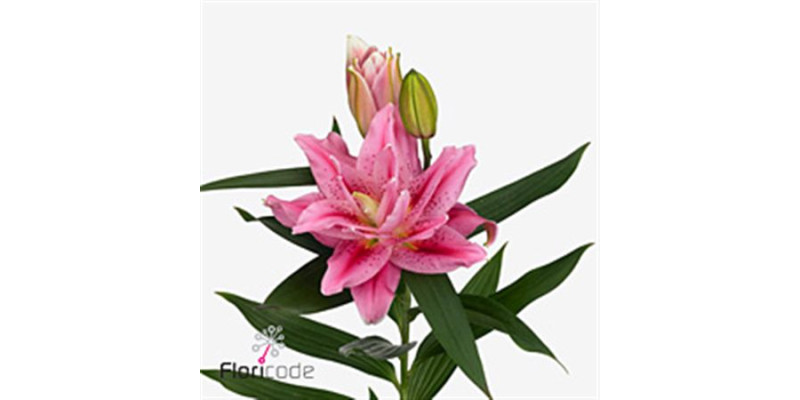 Lillys Or Du Rl Viola 70 cm A1