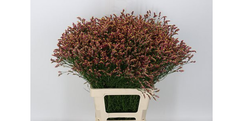 Limonium Sin Scar Diamond 65cm A1