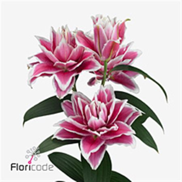 Lillys Or Du Rl Samantha 75 cm A1