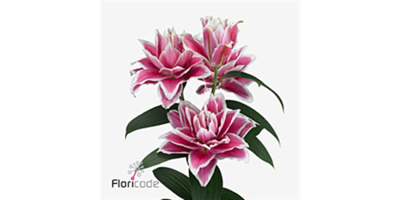 Lillys Or Du Rl Samantha 75 cm A1