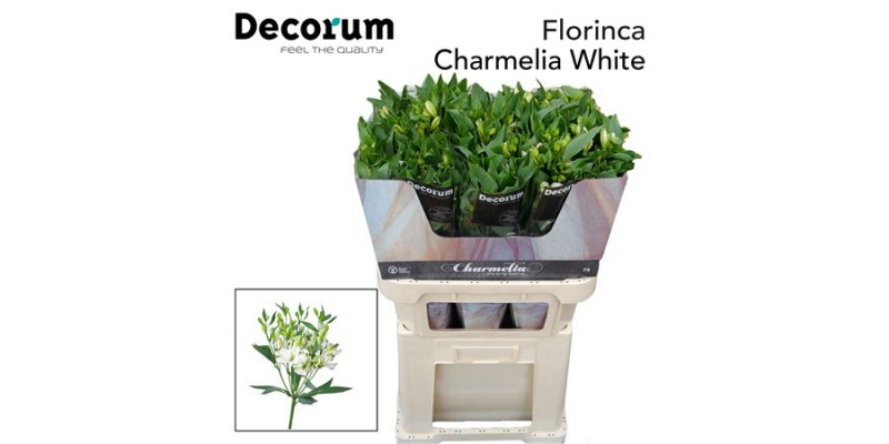 Alstromeria Flor Charmelia White  