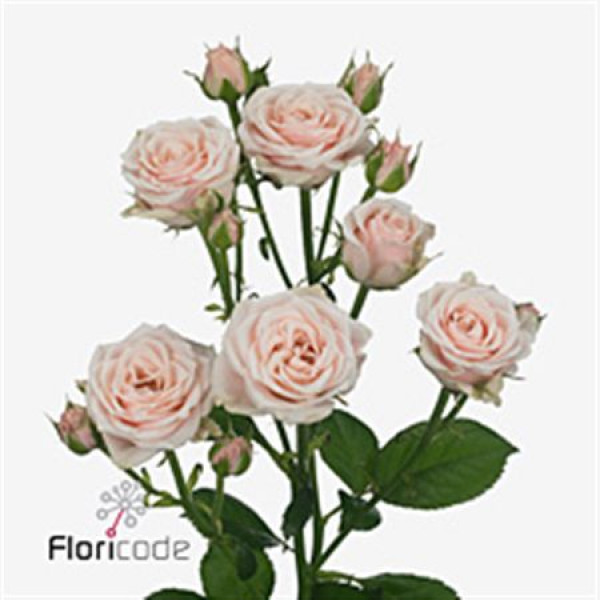 Rose Tr Sweet 4 TunePlus 50cm A1