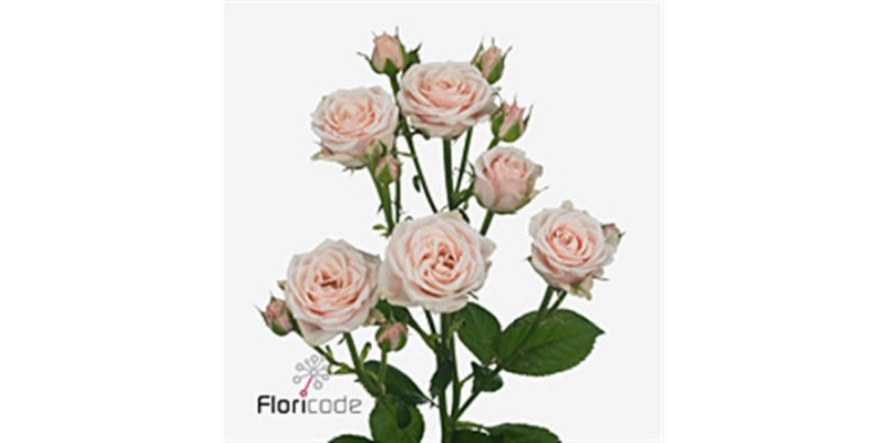 Rose Tr Sweet 4 TunePlus 50cm A1