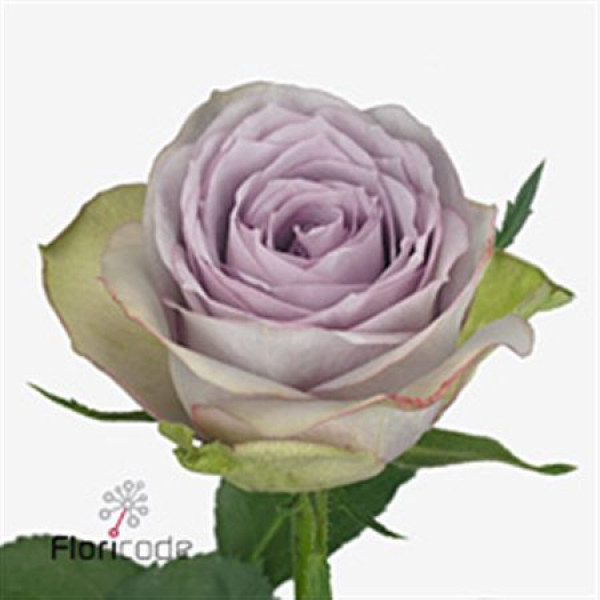 Rose Gr Lullaby 50cm A1