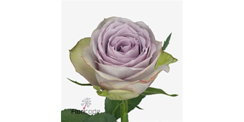 Rose Gr Lullaby 50cm A1