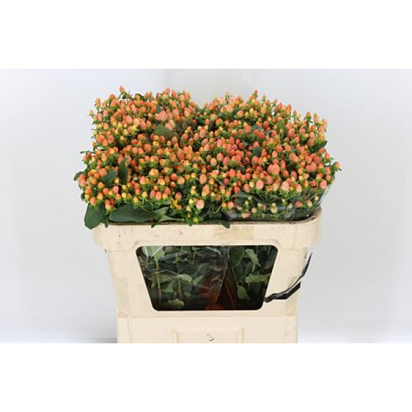 Hypericum Mag Innocence 70cm  Col-Cream