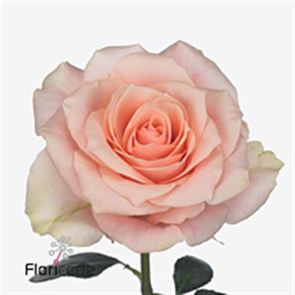 Rose Gr Harmony Peach 60cm A1