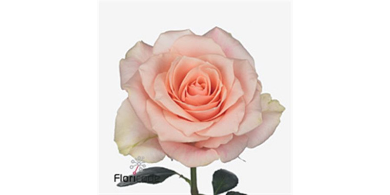 Rose Gr Harmony Peach 60cm A1