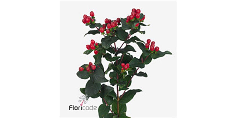 Hypericum Mag Impression 60cm  Col-Red