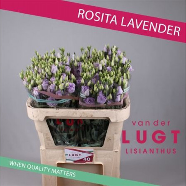 Lisianthus G Rosi lavendel 72cm A1 Col-Lavender