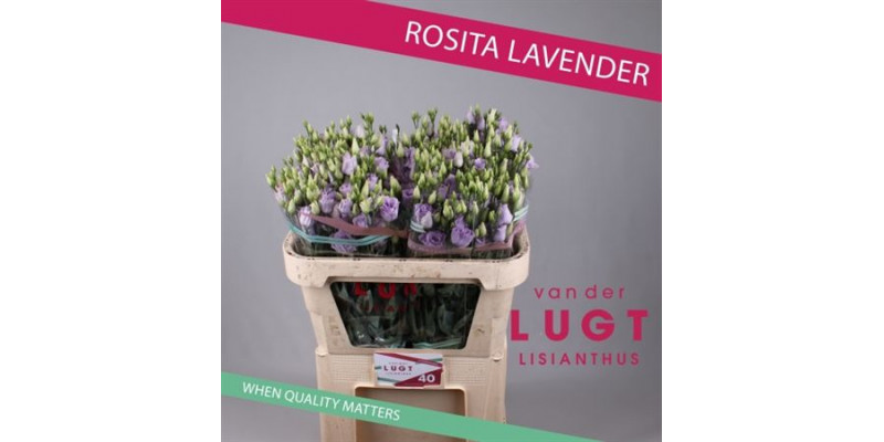 Lisianthus G Rosi lavendel 72cm A1 Col-Lavender