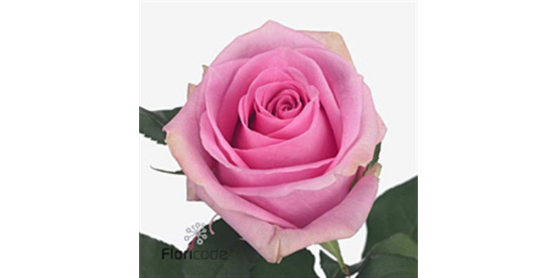 Rose Gr Vip Sugar Love Ararat 70cm A1