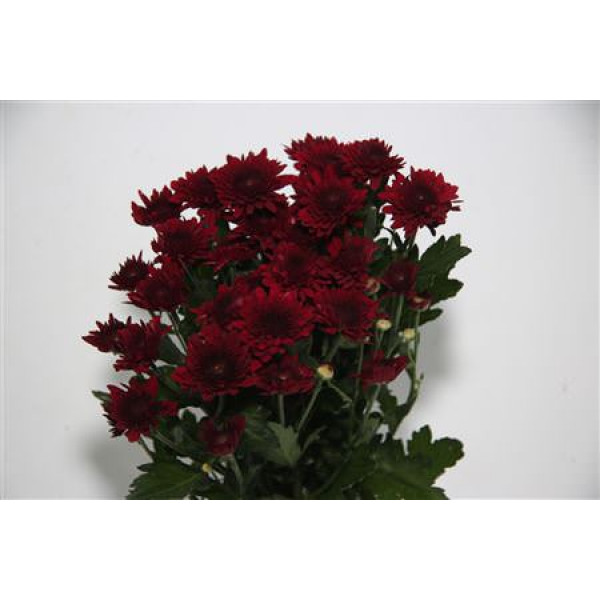 Chrysanthemums T Barca Red 70cm A1