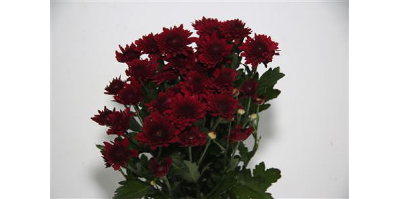 Chrysanthemums T Barca Red 70cm A1