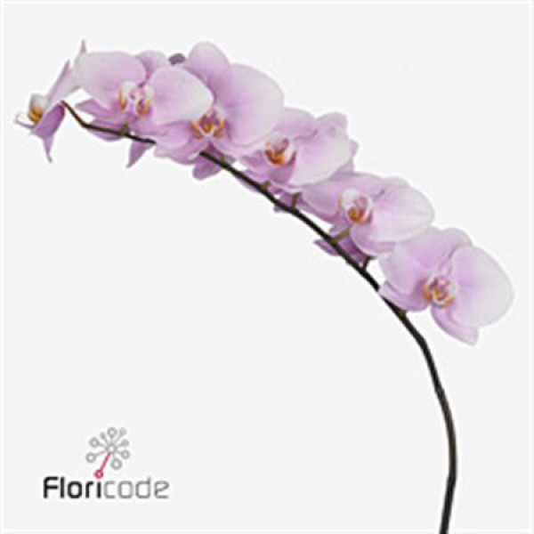 Orchid Phal Manila Tak 9+ 75 cm A1