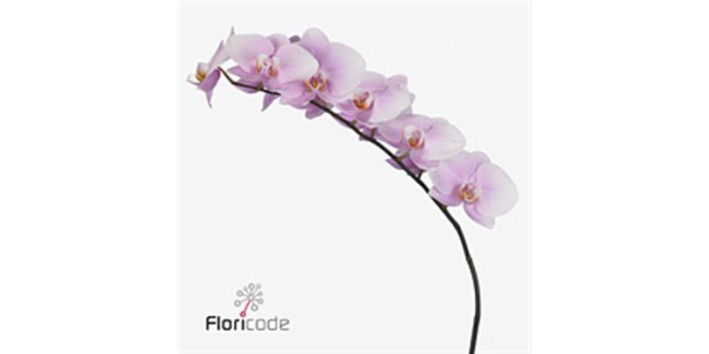 Orchid Phal Manila Tak 9+ 75 cm A1
