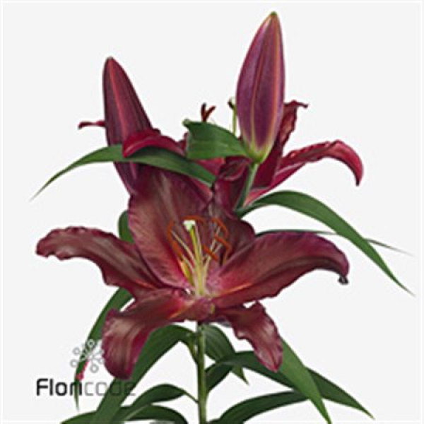 Lillys Or Scorpio 90cm A1