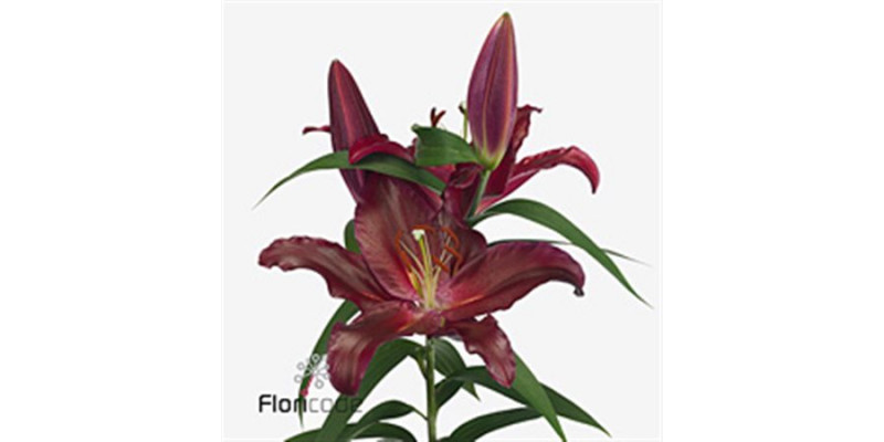 Lillys Or Scorpio 90cm A1