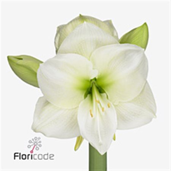 Amaryllis Wh Sensation 80 cm A1